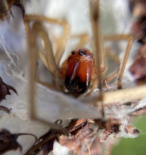 Réf. 290 488 : Cheiracanthium punctorium